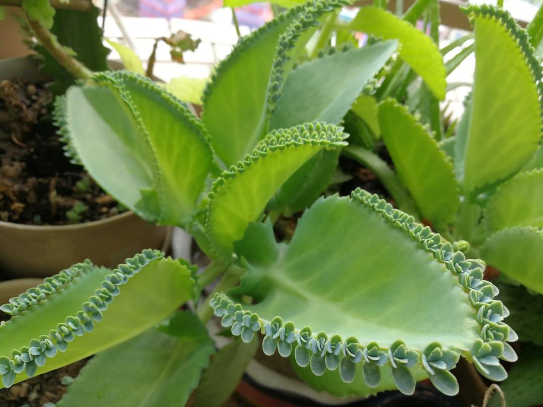 Free 植物蕾絲公主 不死鳥 落地生根小苗 傢俬 家居 園藝 植物及種子 Carousell