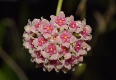 (Category: ) located in . Submitted by lovingorchids (Listing ID 1108098968, Image 1). Description: .