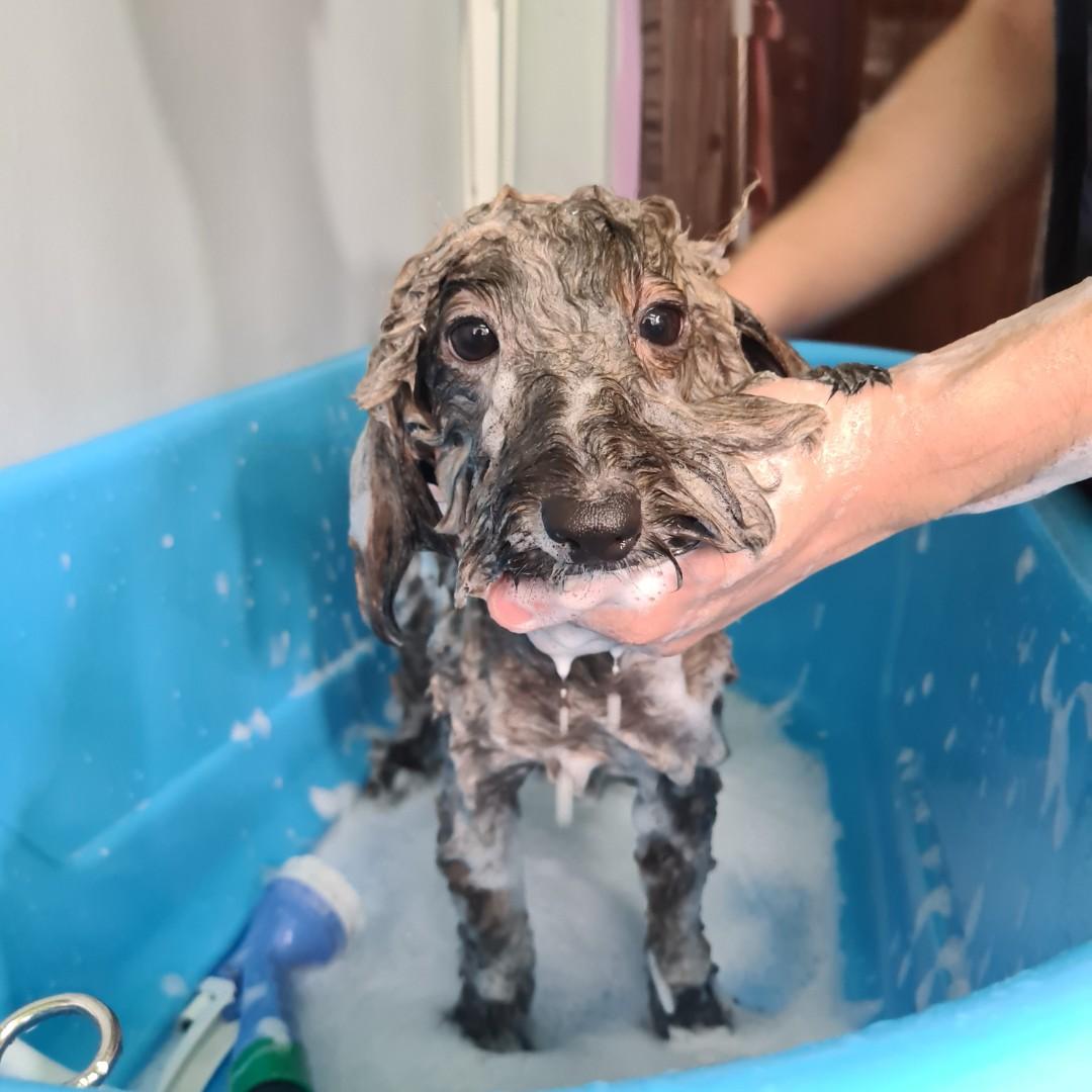 Maltipoo Full Grooming, Basic Grooming, Dog Grooming, Dog Spa