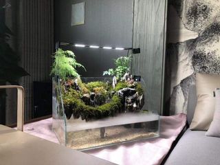 (Category: ) located in . Submitted by Aquariumfever (Listing ID 1108268318, Image 1). Description: .