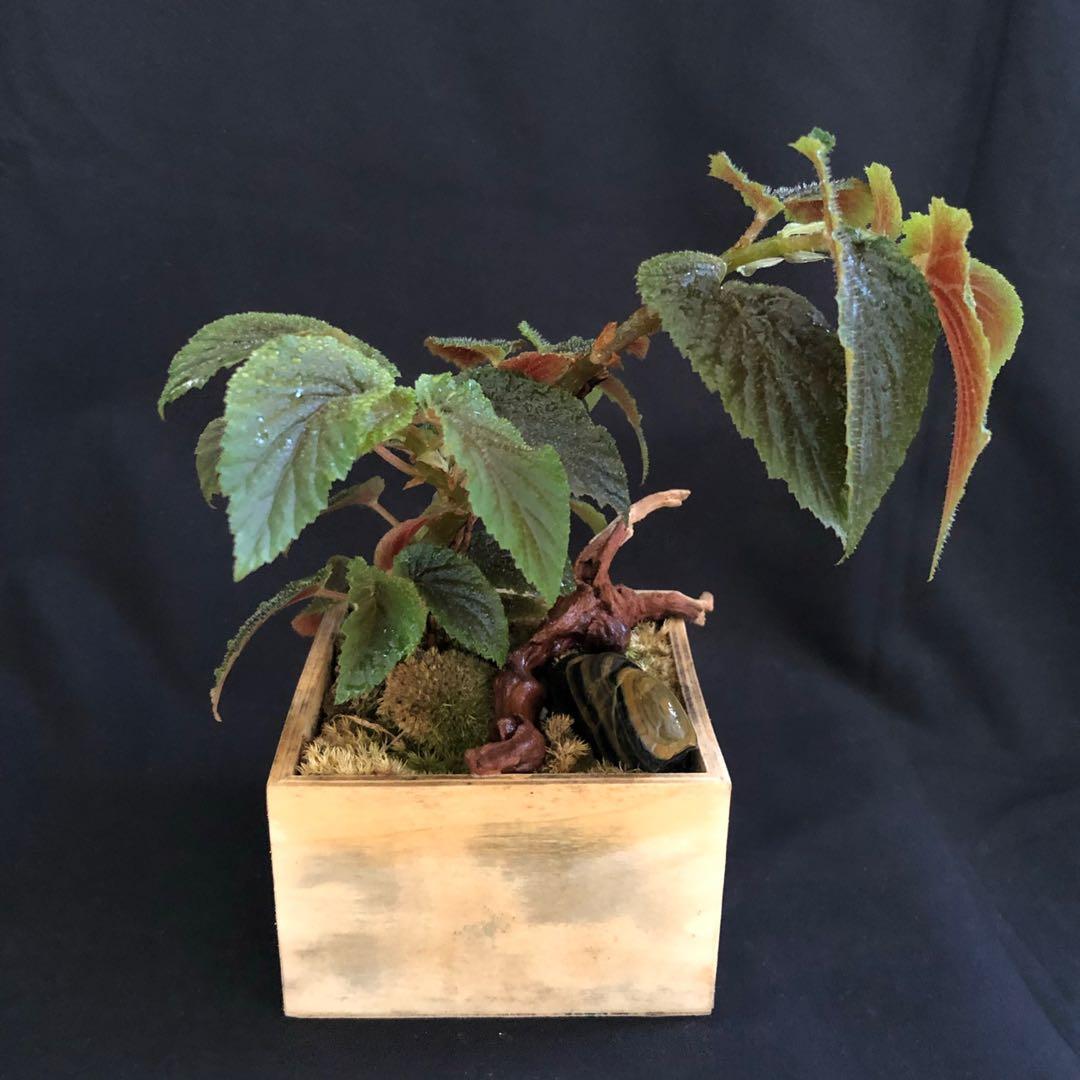 Begonia U402 Bonsai arrangement in natural moss and wooden box pot,  Furniture & Home Living, Gardening, Plants & Seeds on Carousell