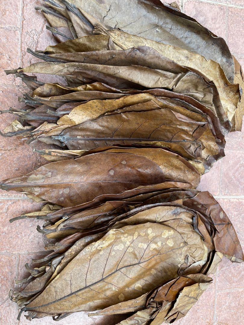 Daun Ketapang Betta Ikan Laga Aquarium Pet Supplies Pet Food On Carousell