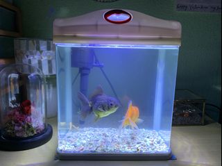 (Category: ) located in . Submitted by fish_and_mel (Listing ID 1104677662, Image 1). Description: .