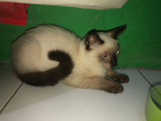 (Kategori: ) berada di . Dikirim oleh babbyween (ID iklan 1104660019, Gambar 1). Deskripsi: .