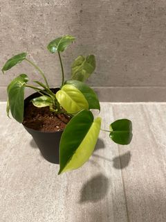 （分類：）位於 。 由 pothos852 提交（商品編號 1104685011，圖片 1）。簡介： 。