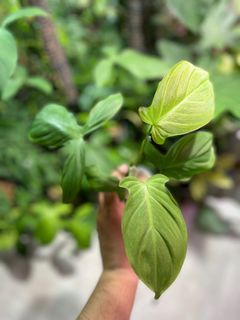 (Category: ) located in . Submitted by plant.botany (Listing ID 1099916659, Image 1). Description: .