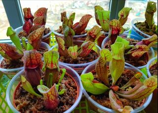 (Category: ) located in . Submitted by sgvenusflytrap (Listing ID 1104540277, Image 1). Description: .