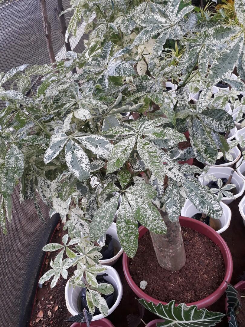 Variegated money trees, Furniture & Home Living, Gardening, Plants ...