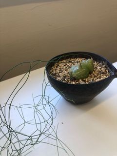 （分類：）位於 。 由 asd741288 提交（商品編號 1108381358，圖片 1）。簡介： 。