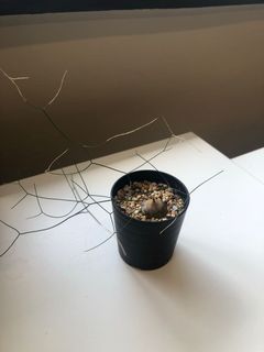 （分類：）位於 。 由 asd741288 提交（商品編號 1108381701，圖片 1）。簡介： 。