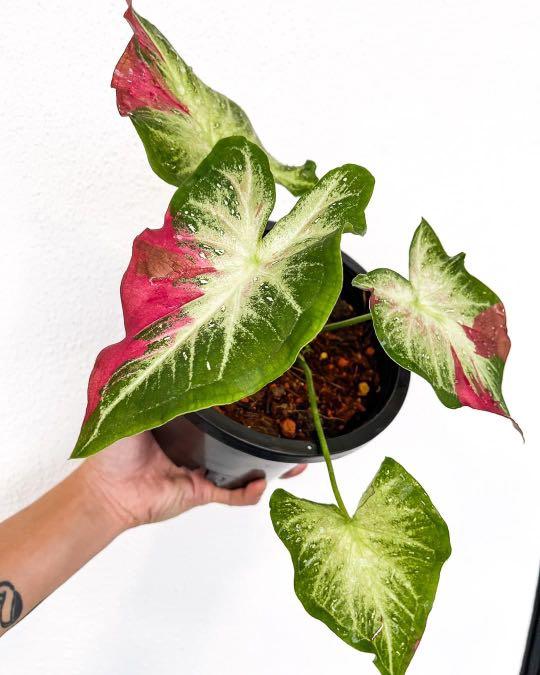 Caladium Shycool Chaicol Home Furniture Gardening On Carousell