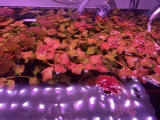 (Category: ) located in . Submitted by etcetcetcetcetc (Listing ID 1104862238, Image 1). Description: .