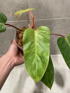 （分類：）位於 。 由 pothos852 提交（商品編號 1108369378，圖片 1）。簡介： 。