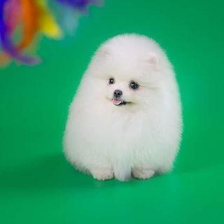 Pomeranian puppies