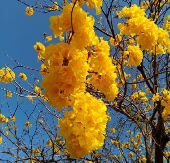 黃花金風鈴樹黃鐘木伊蓓樹1年苗秋天可移植香港觀賞樹木3 4 月花海golden Trumpet Tree Yellow Flower 傢俬 家居 園藝 植物及種子 Carousell