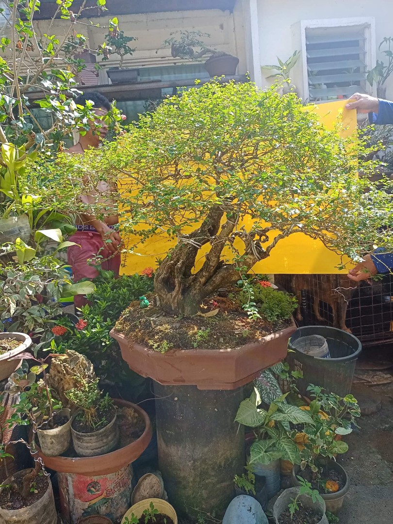 Bonsai for sale, Furniture & Home Living, Gardening, Pots & Planters on