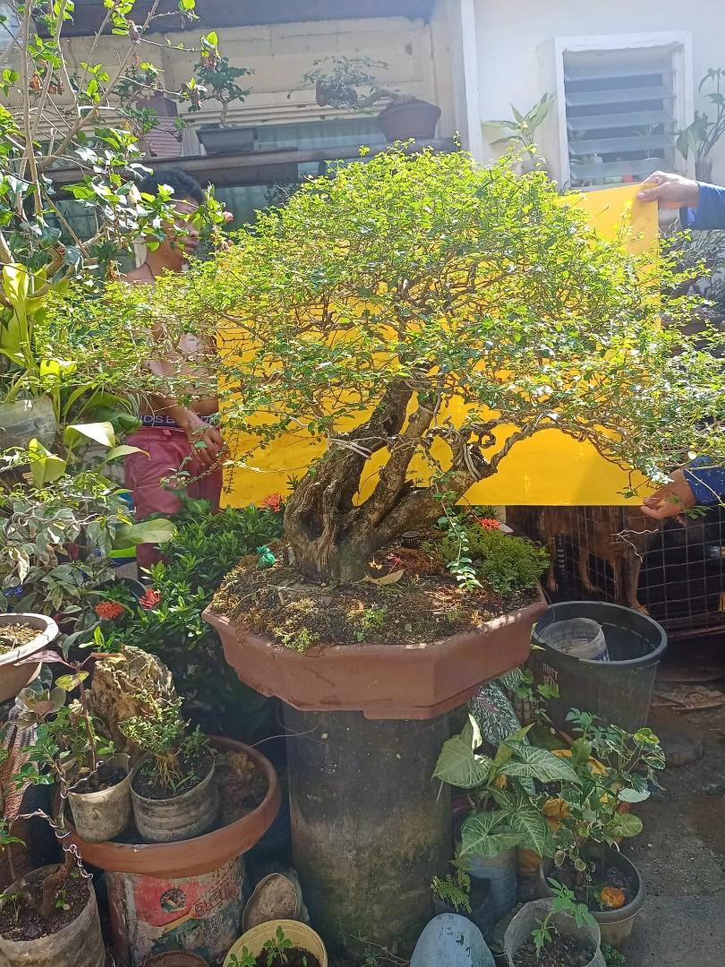 Bonsai for sale, Furniture & Home Living, Gardening, Pots & Planters on