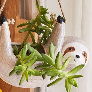 (Category: ) located in . Submitted by airplants.by.the.window (Listing ID 1108667743, Image 1). Description: .