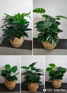 Free Delivery!! Artificial Faux Plant $50