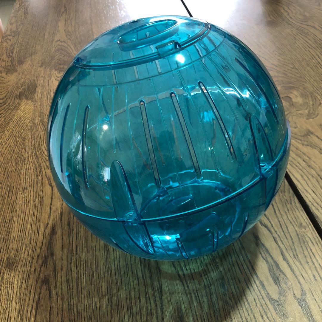 Guinea pig new arrivals ball large
