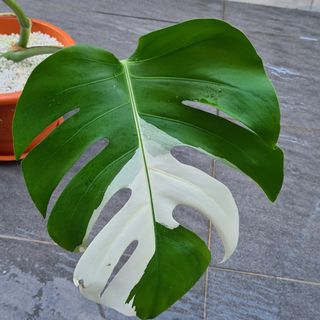(Category: ) located in . Submitted by skplant (Listing ID 1108614444, Image 1). Description: .