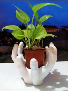 Plant Holder - Hand Design