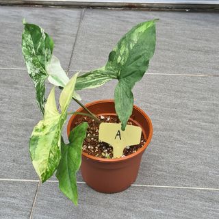 (Category: ) located in . Submitted by skplant (Listing ID 1108611977, Image 1). Description: .