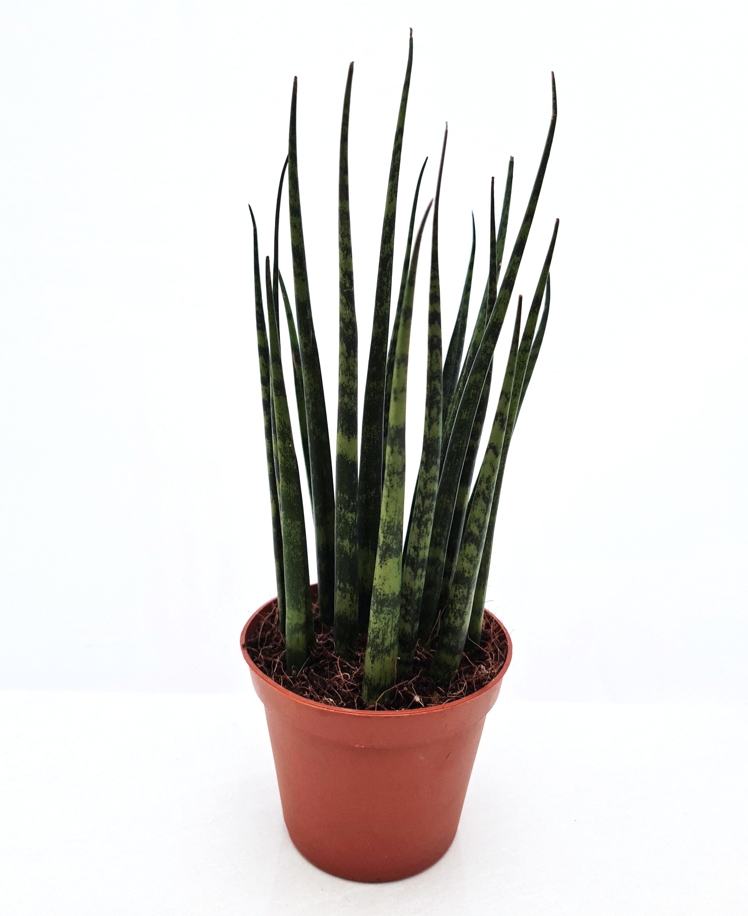 Sansevieria Fernwood Mikado Furniture Home Living Gardening Plants Seeds On Carousell
