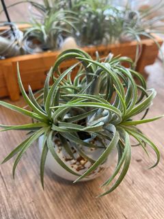 (Category: ) located in . Submitted by growforlife (Listing ID 1108623466, Image 1). Description: .