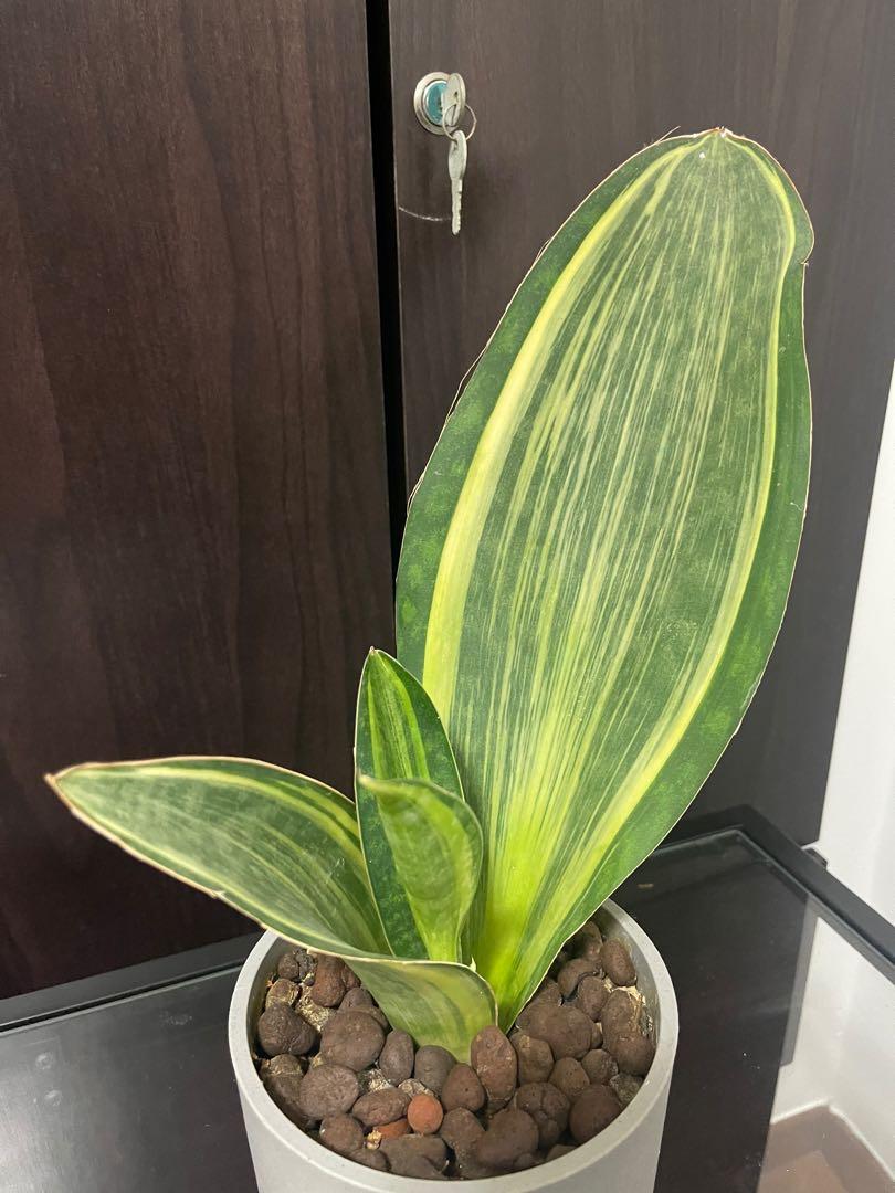 Variegated Mason's Congo Paddle Rare Whale Fin Snake plant with gray  acrylic pot Grab now  Sansevieria masoniana variegata.  , Furniture & Home Living, Gardening, Plants & Seeds on  Carousell