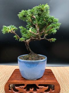 （分類：）位於 。 由 simplybonsai 提交（商品編號 1108817723，圖片 1）。簡介： 。