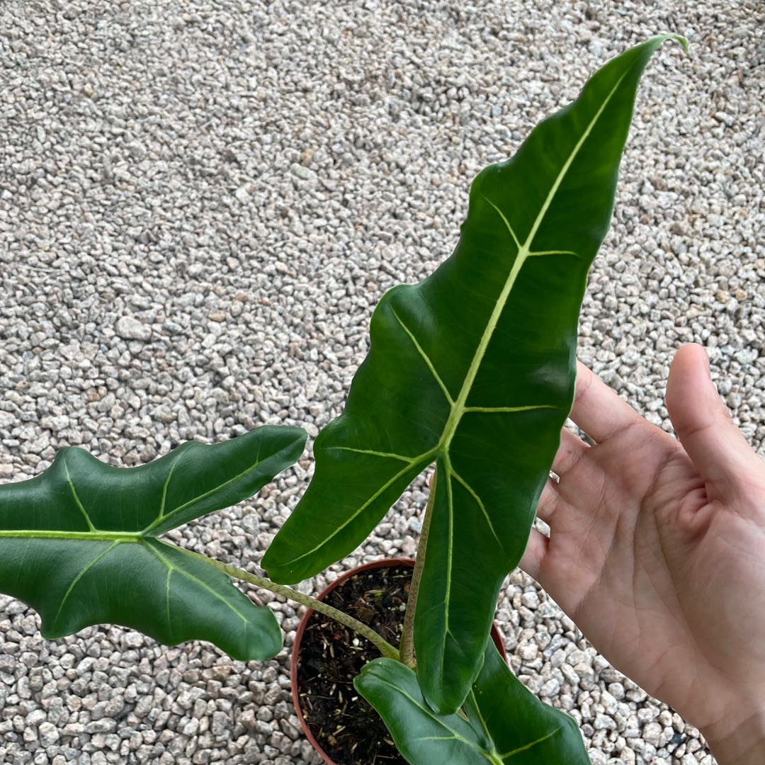 Alocasia Sarian, Furniture & Home Living, Gardening, Plants & Seeds on