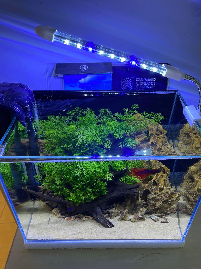 Aquascape Minimalist aquarium, Pet Supplies, Homes & Other Pet