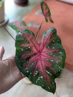(Category: ) located in . Submitted by plantnerd (Listing ID 1108737139, Image 1). Description: .