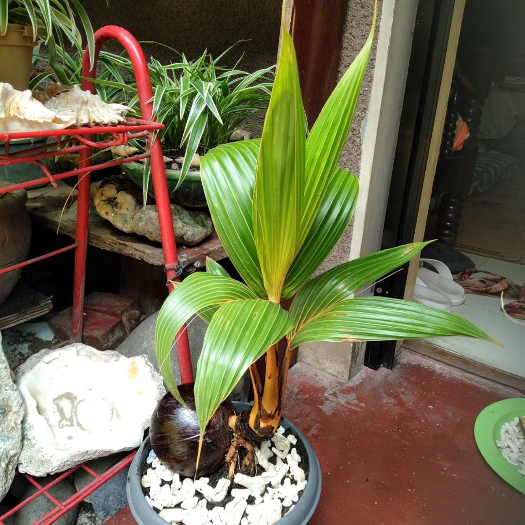 Golden Coconut Bonsai Furniture Home Living Gardening Plants Seeds On Carousell
