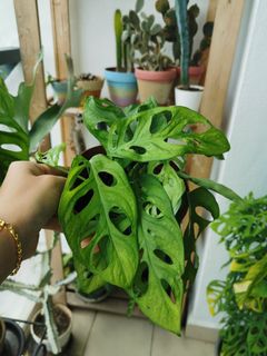 (Category: ) located in . Submitted by 91dila (Listing ID 1108762482, Image 1). Description: .