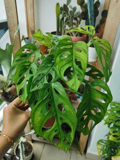 (Category: ) located in . Submitted by 91dila (Listing ID 1108762011, Image 1). Description: .
