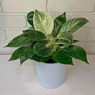 Philodendron Birkin
