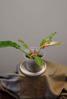 （分類：）位於 。 由 woocat 提交（商品編號 1108779030，圖片 1）。簡介： 。