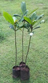 Plant a Tree to Save the Earth