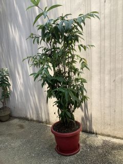 (Category: ) located in . Submitted by macggarcia (Listing ID 1100597614, Image 1). Description: .