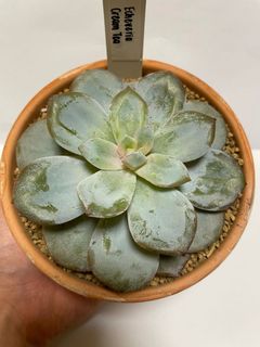 (Category: ) located in . Submitted by gardenchapter (Listing ID 1108889157, Image 1). Description: .