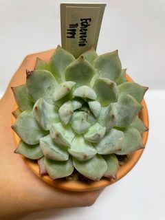 (Category: ) located in . Submitted by gardenchapter (Listing ID 1108892107, Image 1). Description: .
