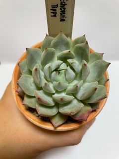 (Category: ) located in . Submitted by gardenchapter (Listing ID 1108892381, Image 1). Description: .