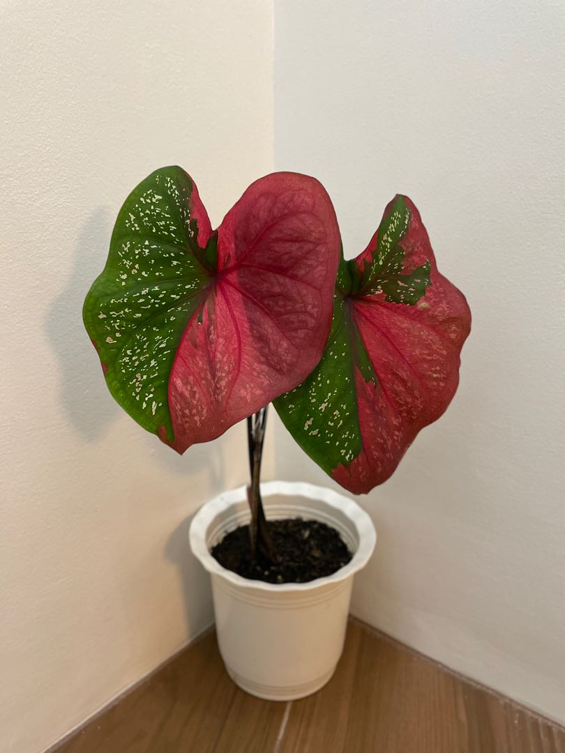 Caladium Red Beret (Rare), Furniture & Home Living, Gardening ...