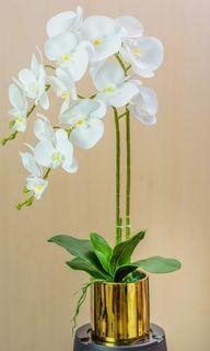 (Cash On Delivery) Artificial orchids plant in ceramic pot | $49.90 | 3 stalks $59.90
