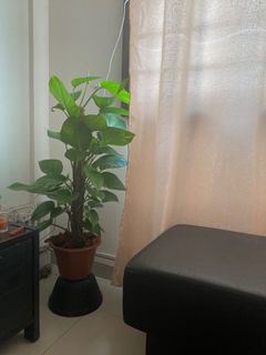 (Category: ) located in . Submitted by mielvida (Listing ID 1109015143, Image 1). Description: .