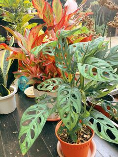 (Category: ) located in . Submitted by grannygreenery (Listing ID 1109051559, Image 1). Description: .