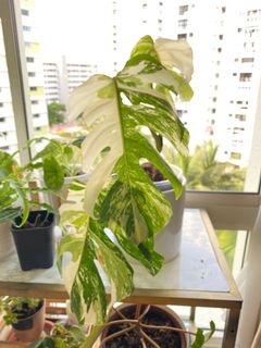 (Category: ) located in . Submitted by plantcollection (Listing ID 1109024125, Image 1). Description: .