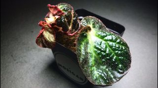 （分類：）位於 。 由 mosigan 提交（商品編號 1108935348，圖片 1）。簡介： 。